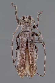  Cacostola carinata , female holotype specimen; © E.H. Nearns